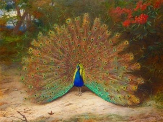 "Peacock and Peacock Butterfly" Poster Print by Archibald Thorburn