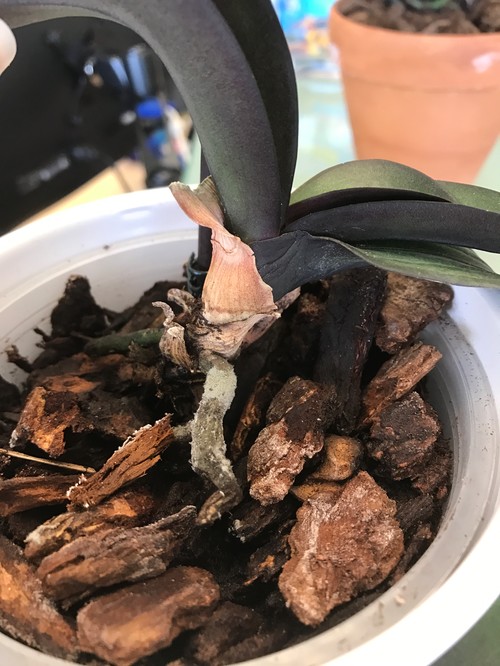 Tiny silver bugs on orchid