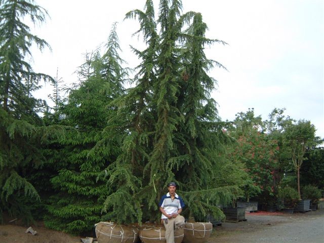 Cedrus libani 