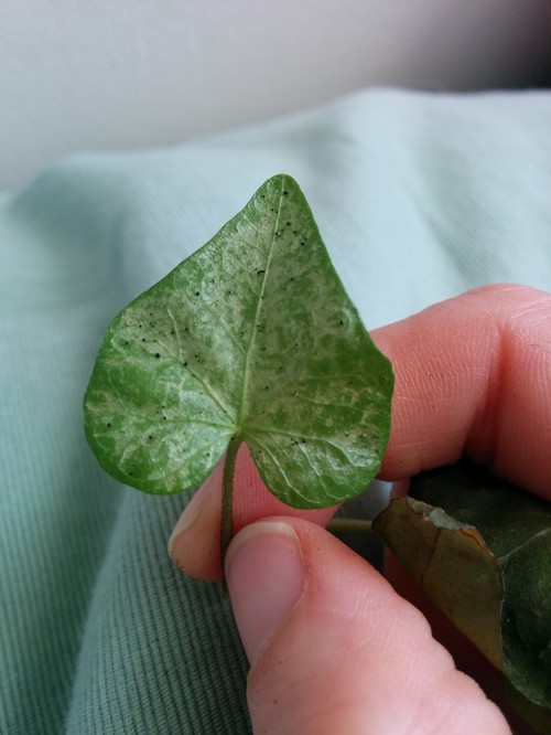 Tiny black specks on Ivy leaves? (NOT leaf spot)