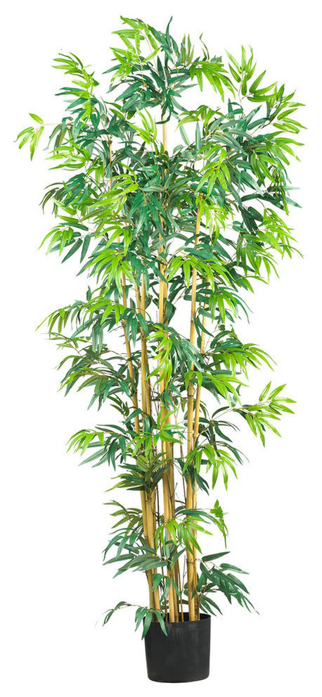 6' Multi Bambusa Bamboo Silk Tree