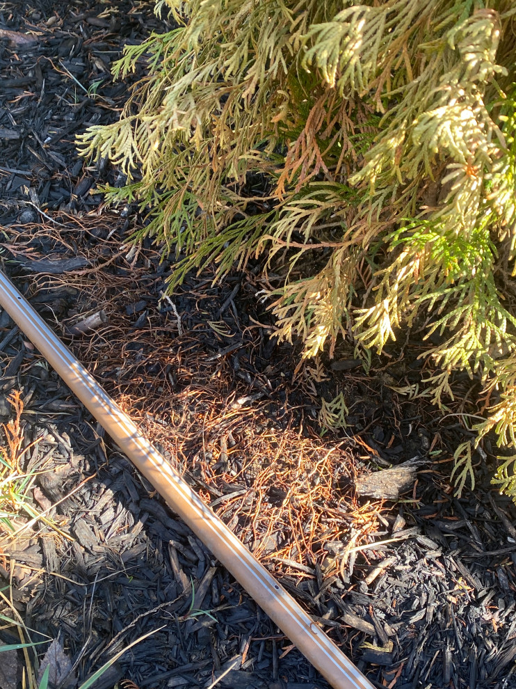 Arborvitae roots exposed