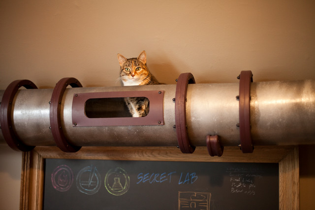 Fai da Te: Come Costruire un Percorso per Gatti in Stile Steampunk