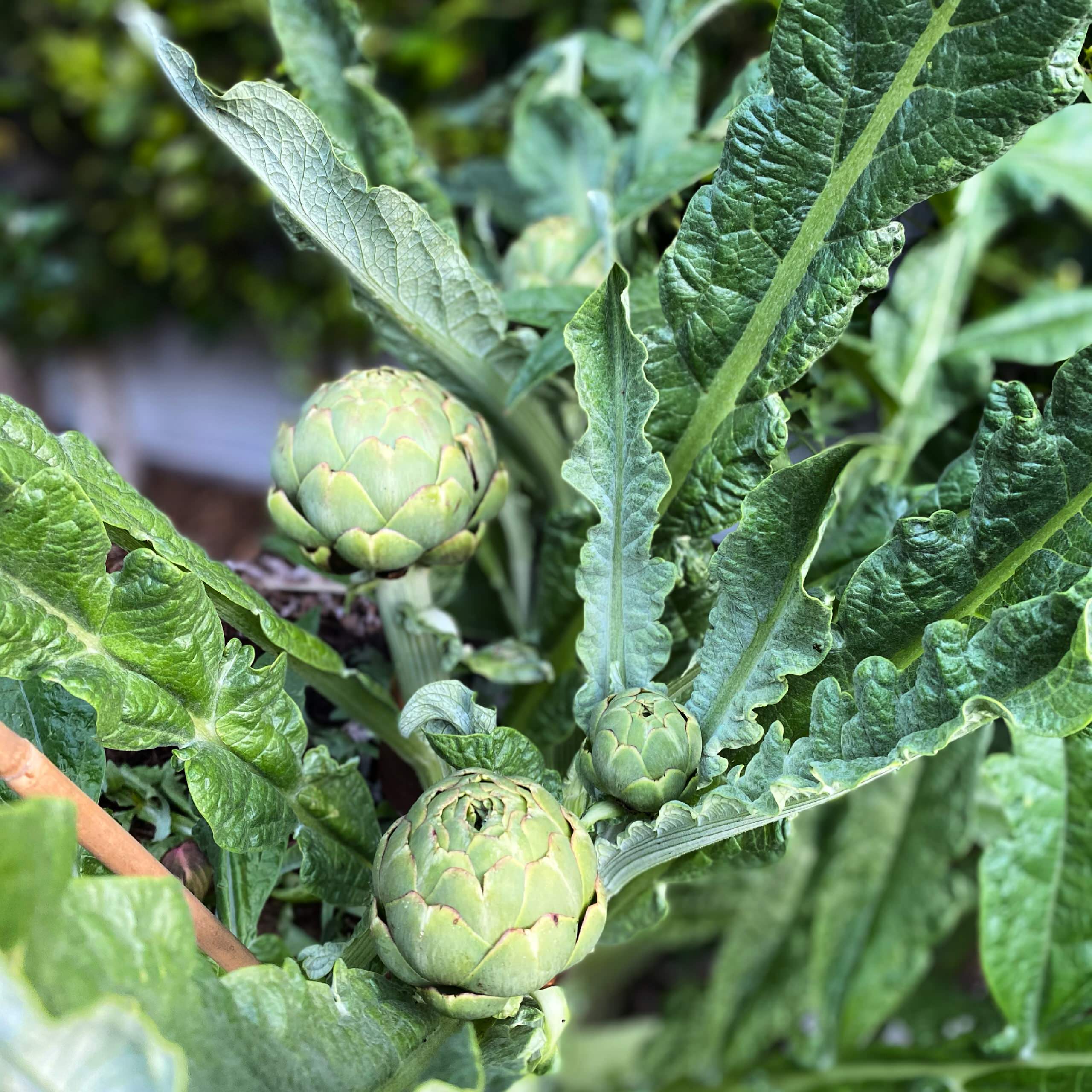 San Pedro, CA - Rustic Kitchen Garden