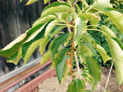 cherry tree dropping leaves cherry tree leaves yellowing and falling cherry tree dropping leaves cherry tree leaves yellowing and falling