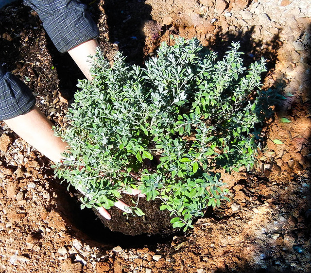 Get Ready for Fall Planting 