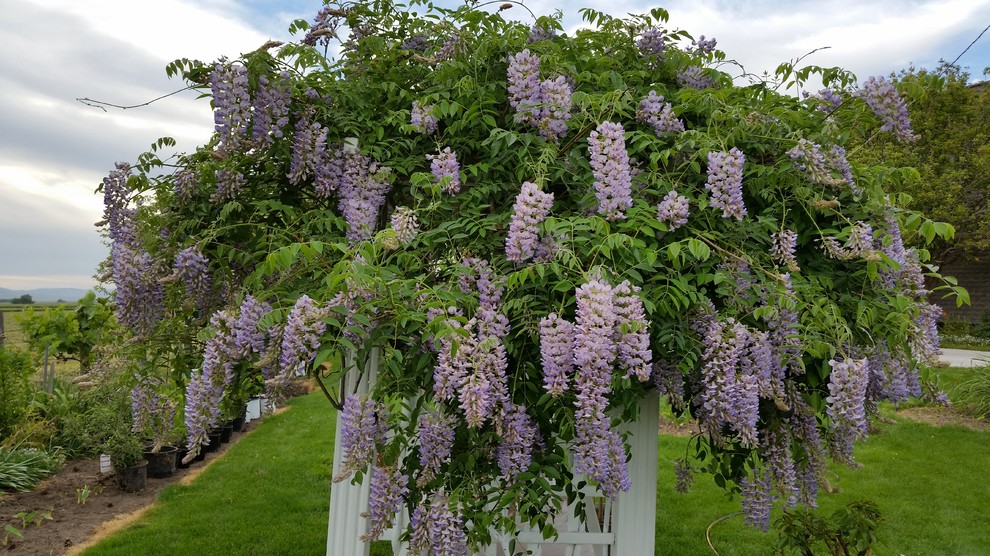 Wisteria in Zone 3 4