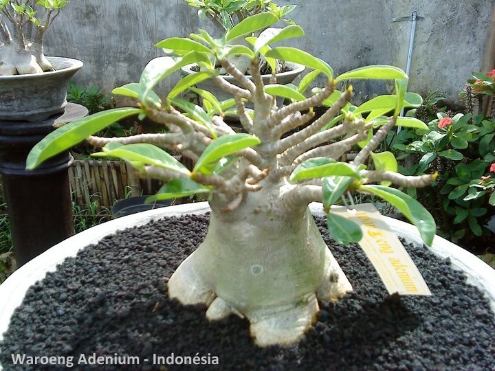 adenum species 【公式通販】