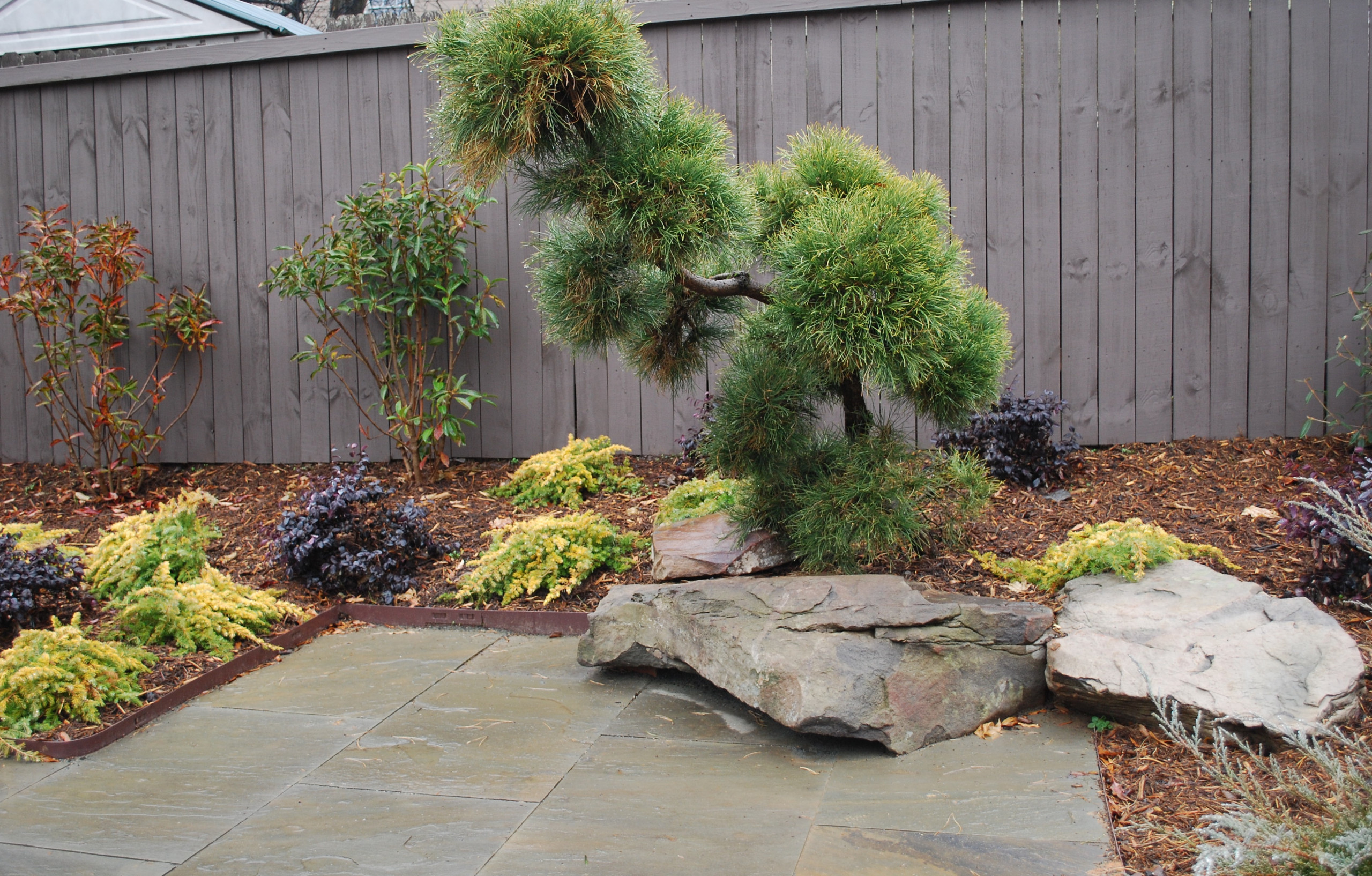 Japanese pruned black pine over boulders cut into patio.