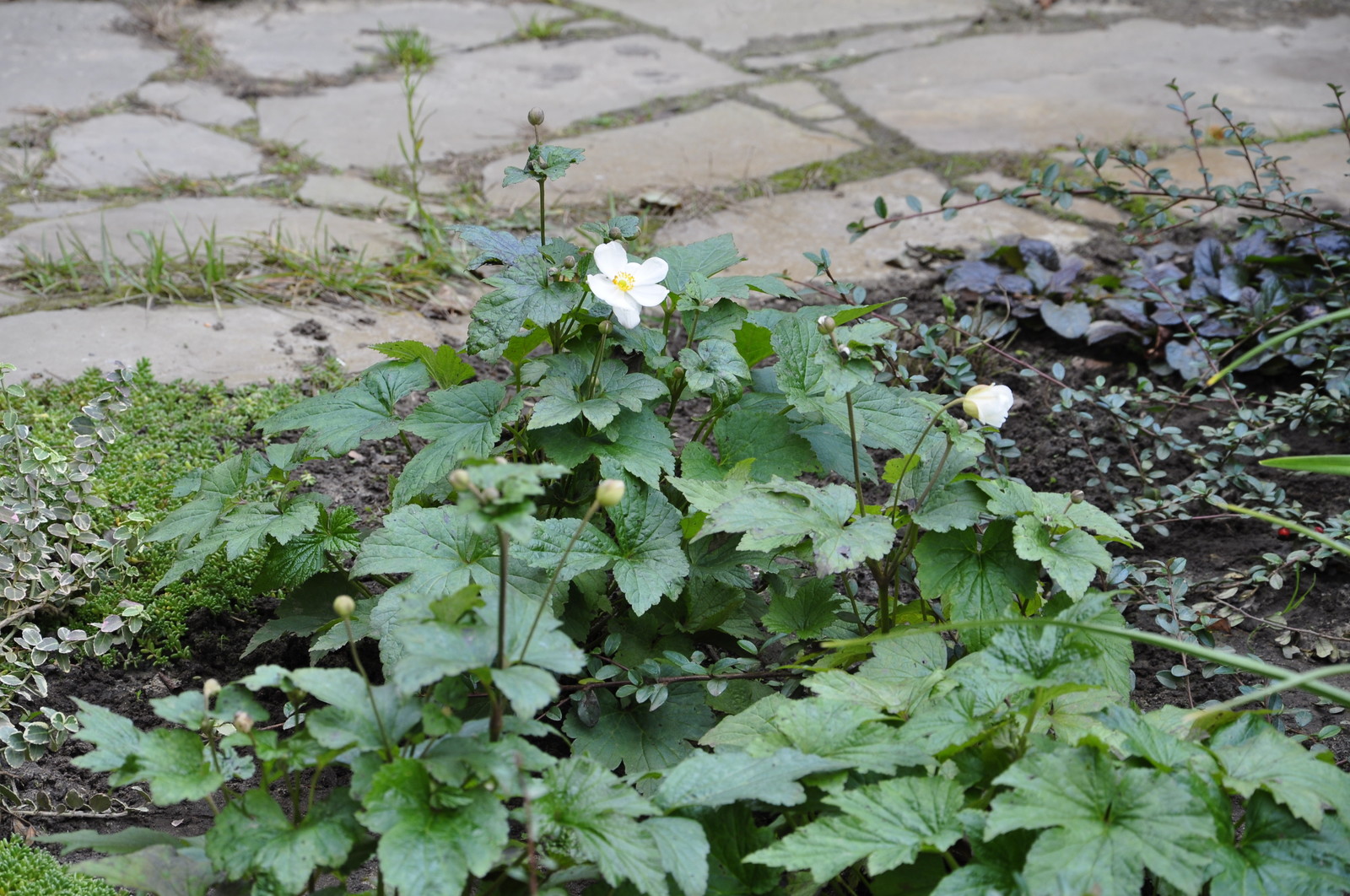 д. Коровино - Уход за садом - 100% качество