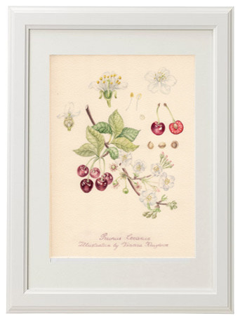 Ботаническая иллюстрация: Вишня.