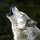 Last commented by Christopher Martone