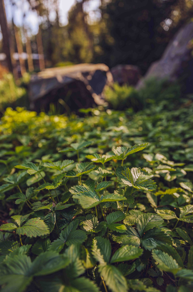 Архитектурное Решение в Пейзажном Стиле