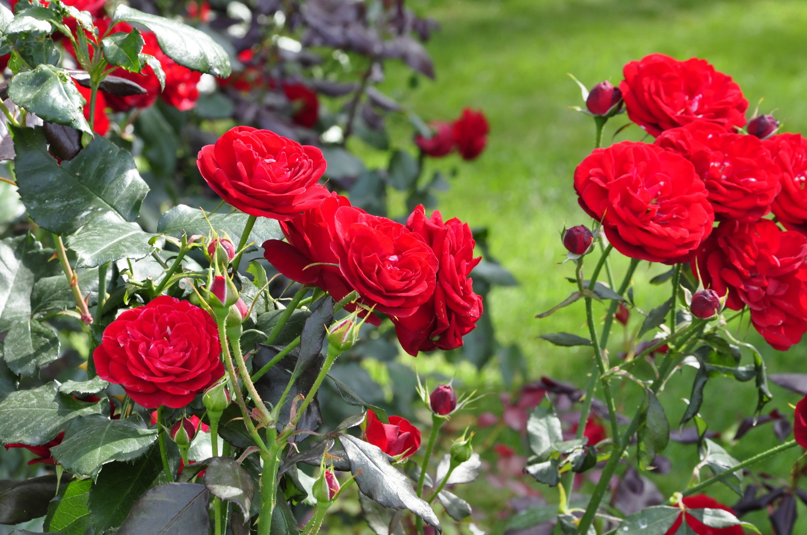 кп "Романово" - Уход за садом - 100% качество