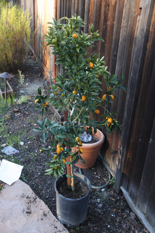 Help: how to plant a kumquat tree? | Houzz Forum