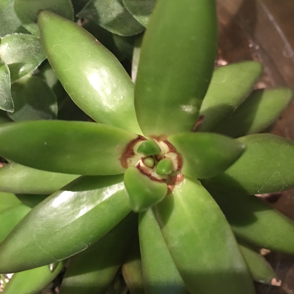 Succulent dying from the middle? | Houzz Forum