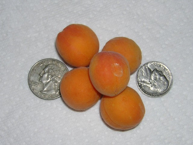 Abricot sec — Wikipédia