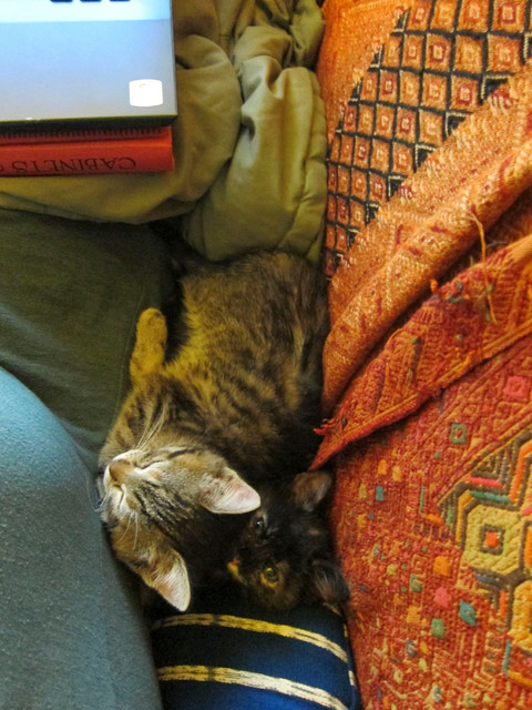 cats 