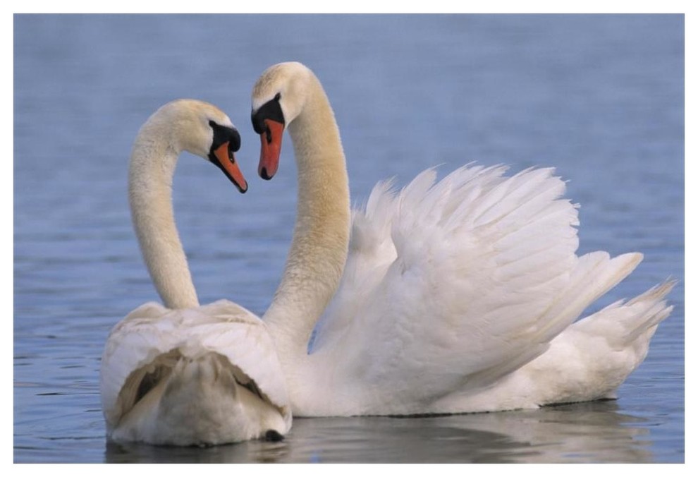 Swan origami picture