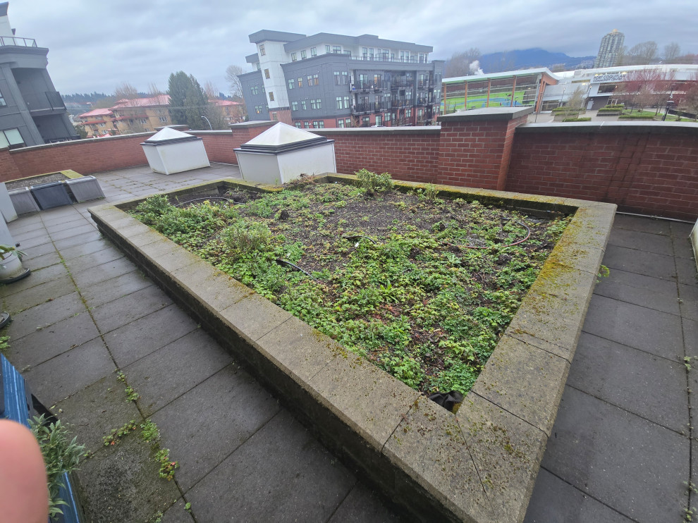4340-2180 Kelly Ave Coquitlam planter removal and pressure washing
