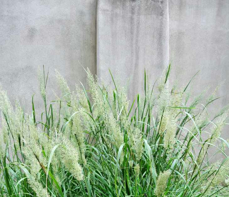 Klassisch moderner Vorgarten