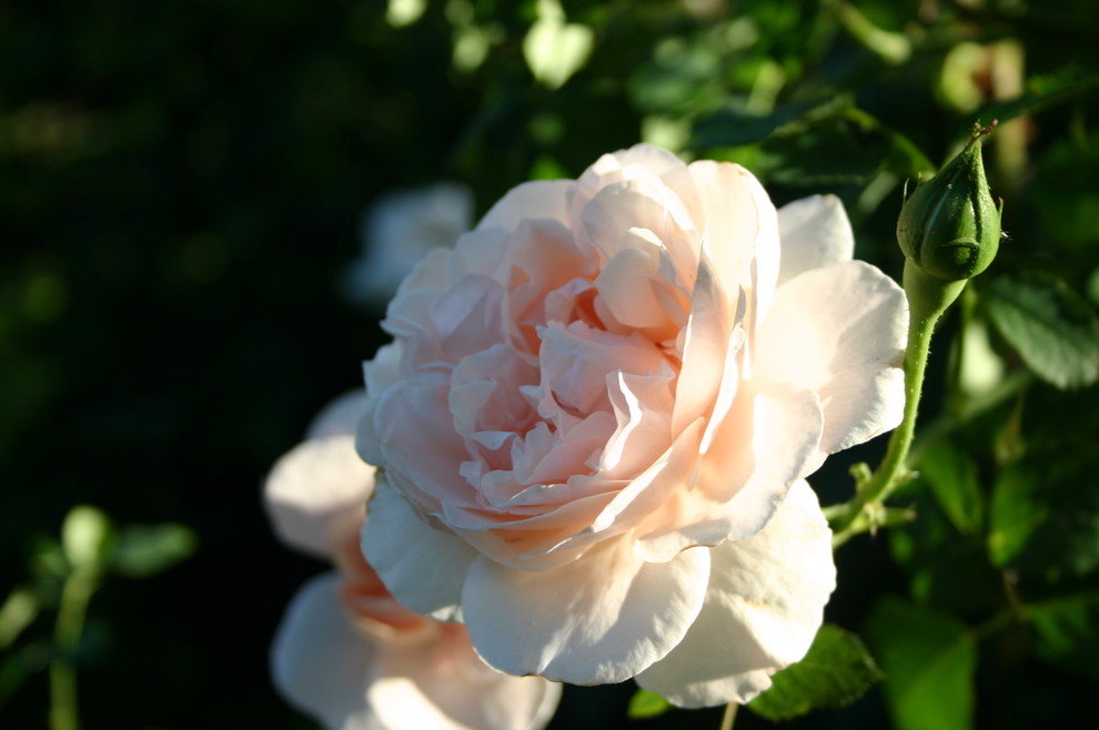 Welcome Eifelzauber | Houzz Forum