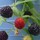 Last commented by Berry Allen z3-4 eu