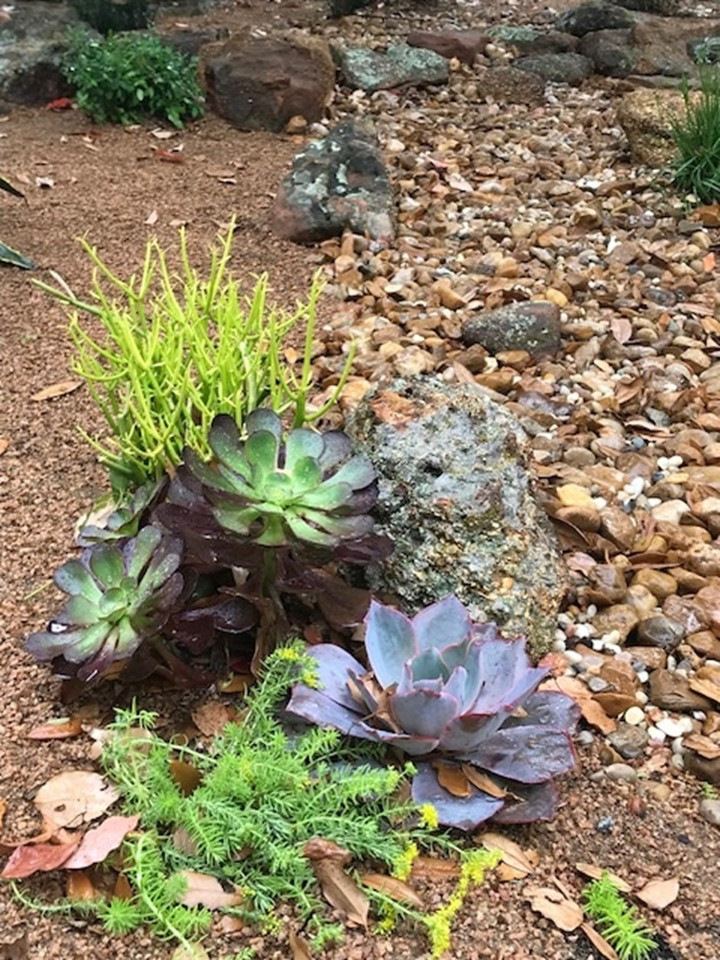 Xeriscape-Drought Tolerant