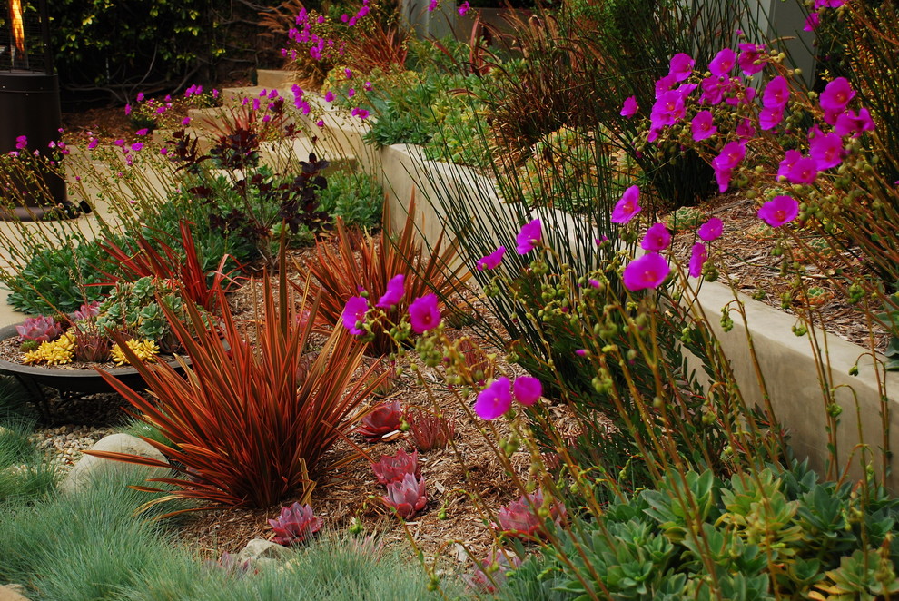 Photo of a contemporary garden in Los Angeles with a retaining wall.