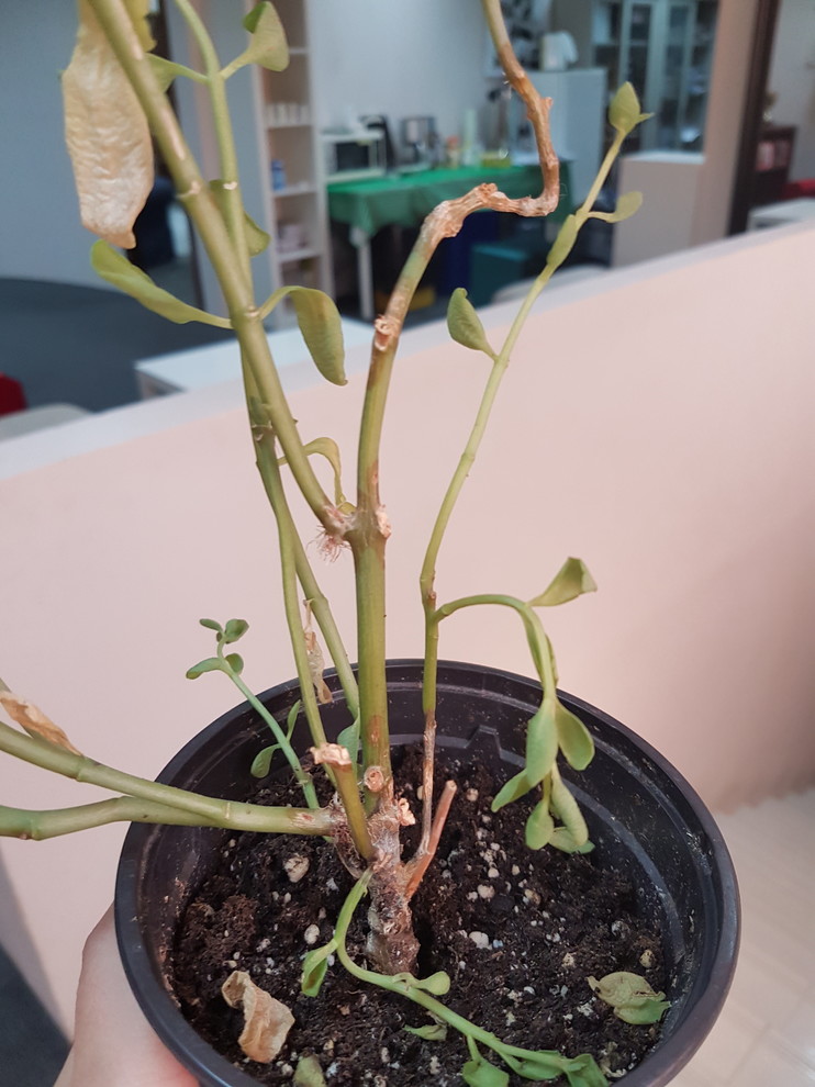 My kalanchoe is dying