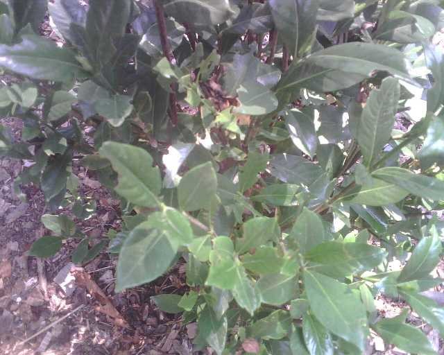 Gardenia leaves being eaten