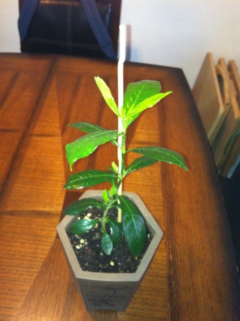 Gardenia from seed? What was I thinking?!? | Houzz Forum