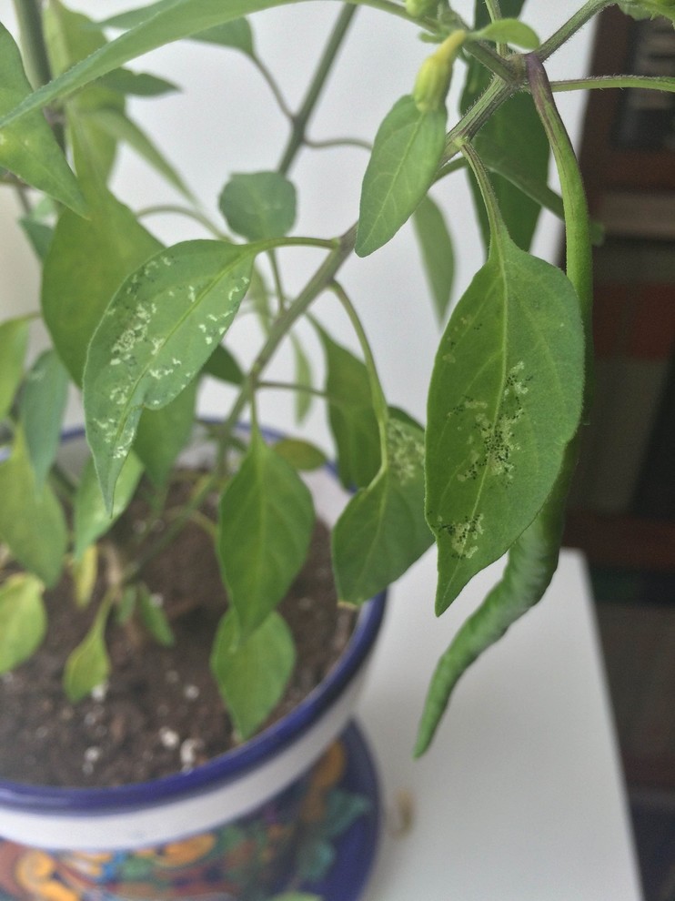 What's wrong with my chili pepper plant leaves? (Black dots) | Houzz Forum