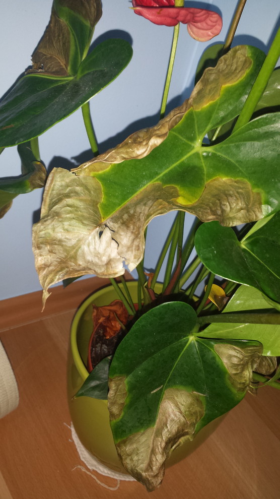 What's causing this browning on my Anthurium leaves?