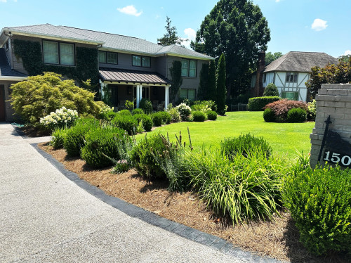 A beautifully pruned Japanese Maple in the front yard of a mid-century modern home, underplanted with ferns and perennials.