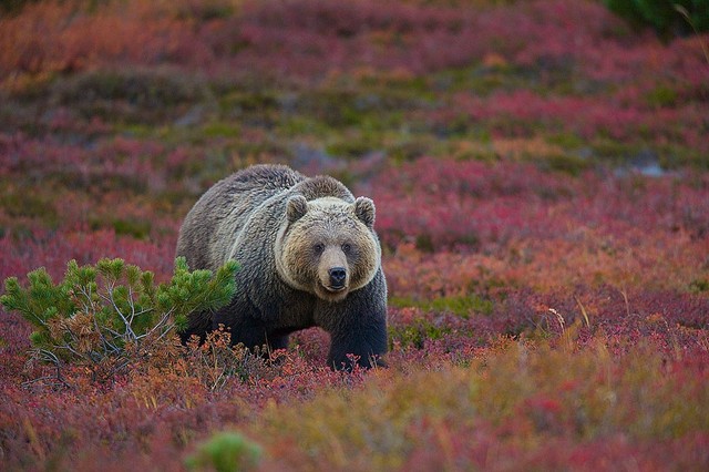Brown Bear In Blueberry Tundra Wallpaper Wall Mural Self Adhesive Contemporary Wall Decals By Magic Murals Llc
