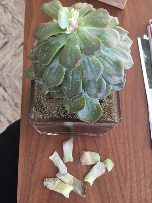 succulents look weak and facing down succulents look weak and facing down
