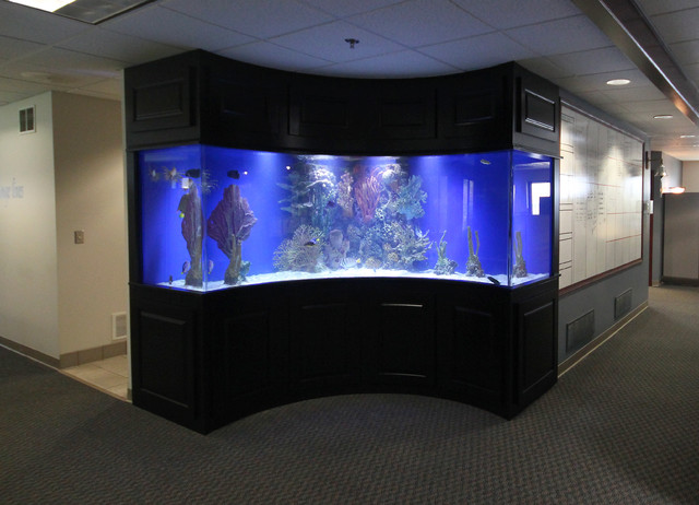 Built In Fish Tank Tropical Milwaukee By Jim Wirtz S Woodworks Inc Houzz Au - Wall Fish Tanks Perth