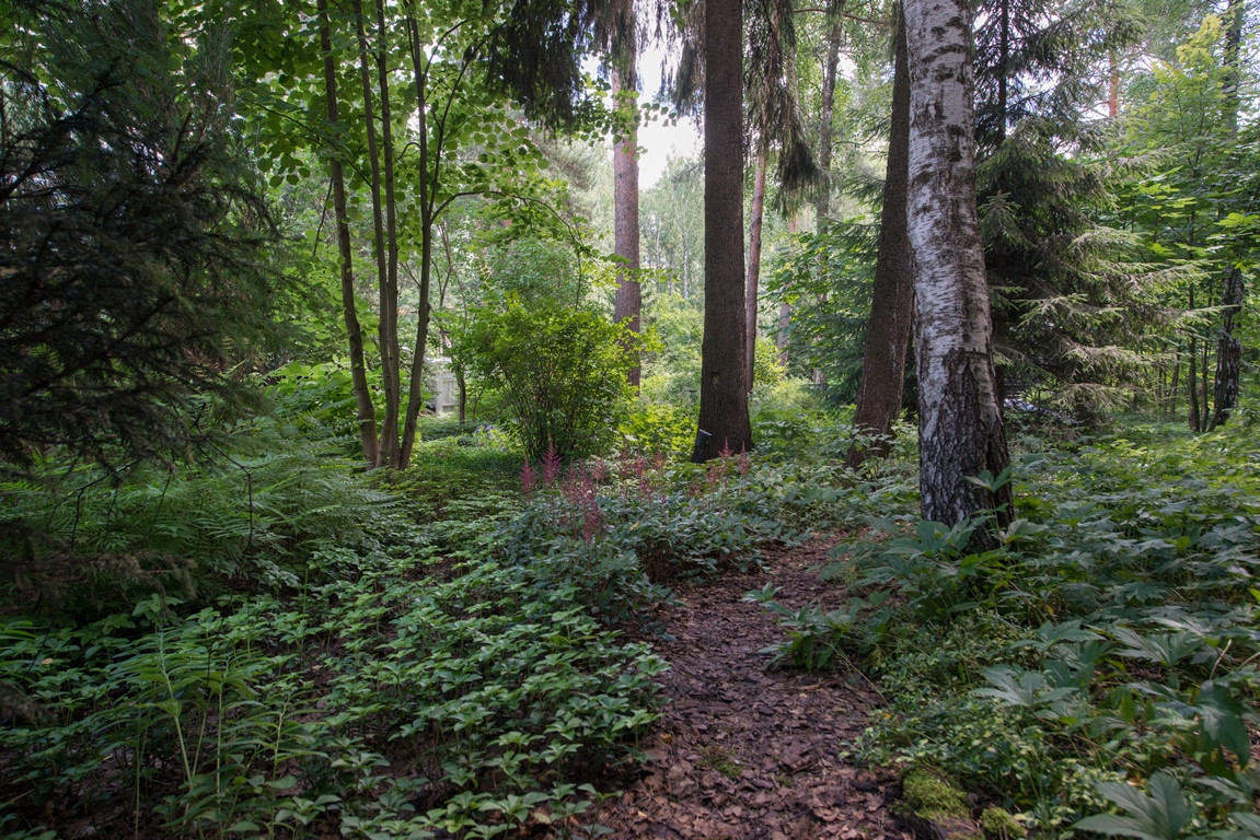 Лесная Рапсодия