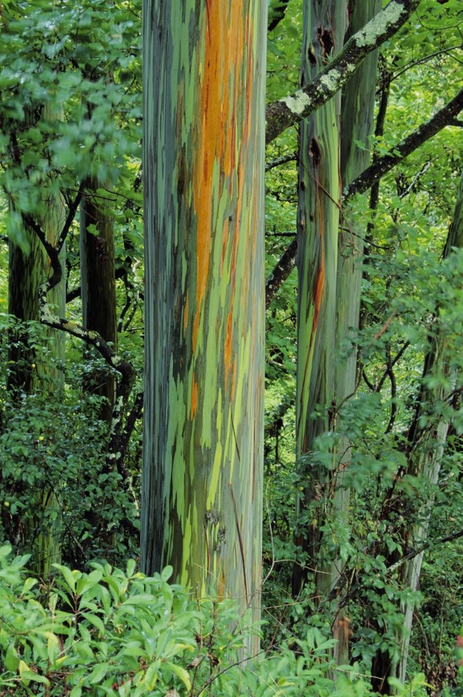 Hawaii Maui Hana Rainbow Eucalyptus Tree Trunk Print
