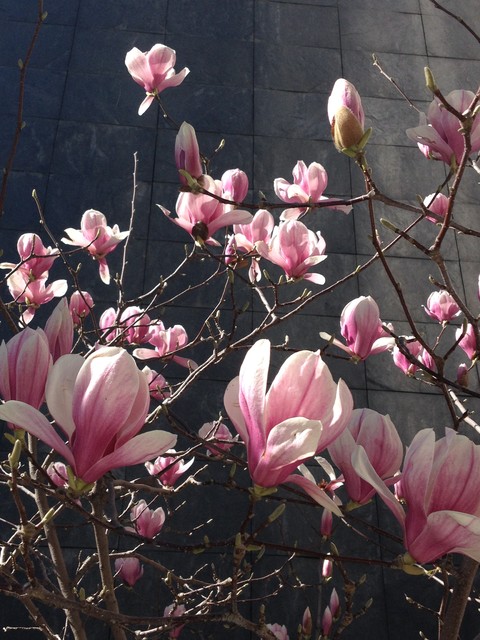 Magnolio: Cómo cuidar uno de los árboles más espectaculares del jardín. El  Magnolio grandiflora es popular por sus enormes flores magnolias blancas  pero hay otras variedades a elegir entre magnolios.