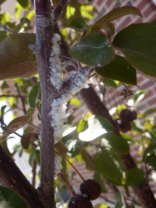 White, sticky, cottony pest on crabapple tree