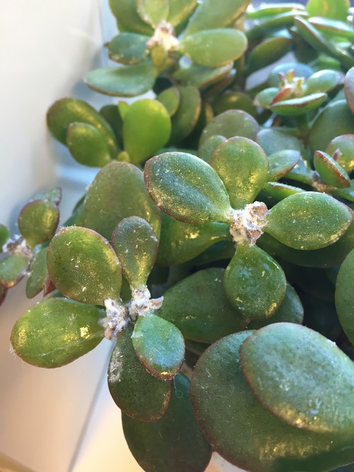 jade plant stem