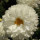 Last commented by Flower Power