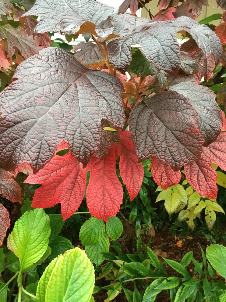 My garden favorites: Oakleaf Hydrangeas..can't beat the fall colors