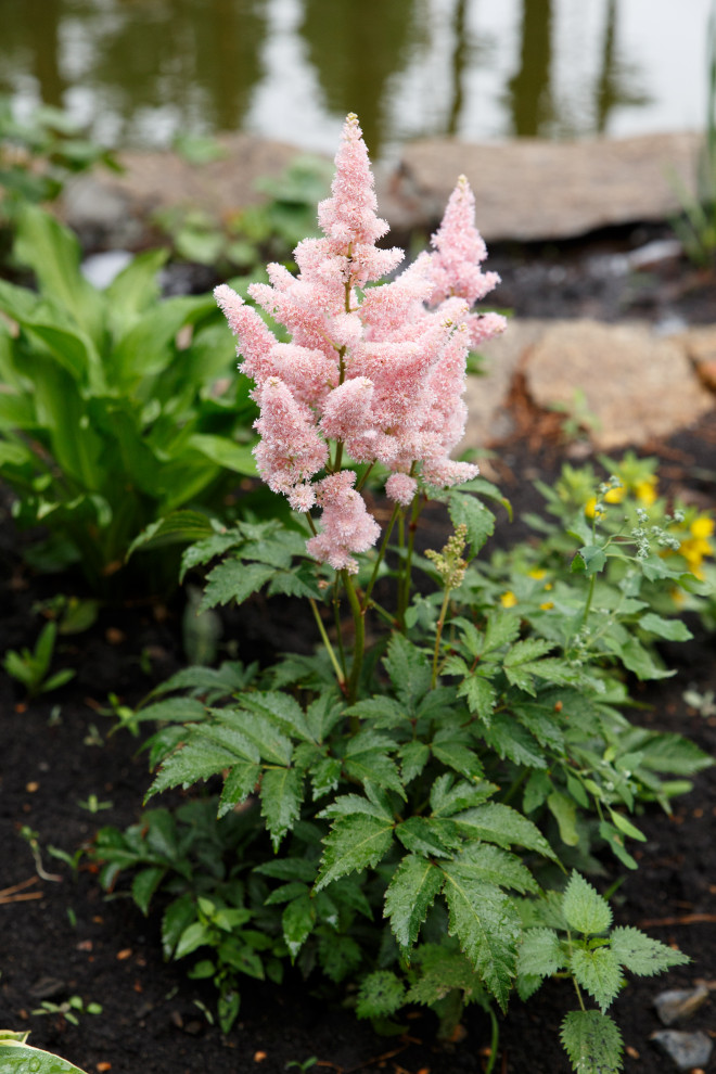 Портреты растений