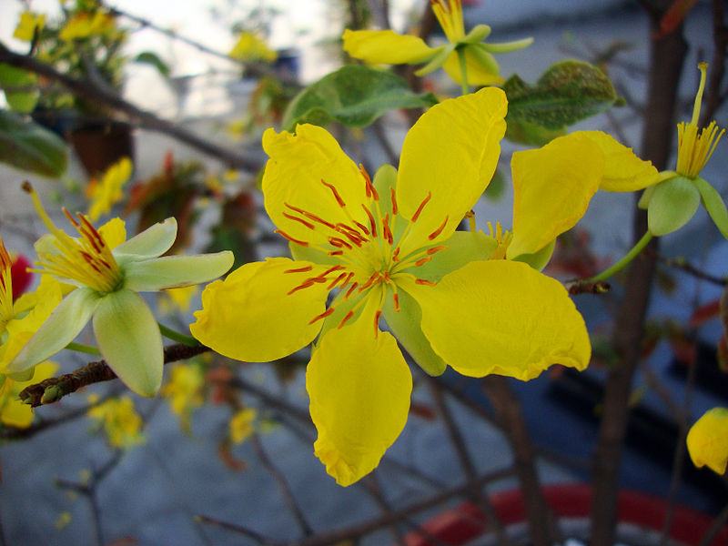 ochna integerrima seeds