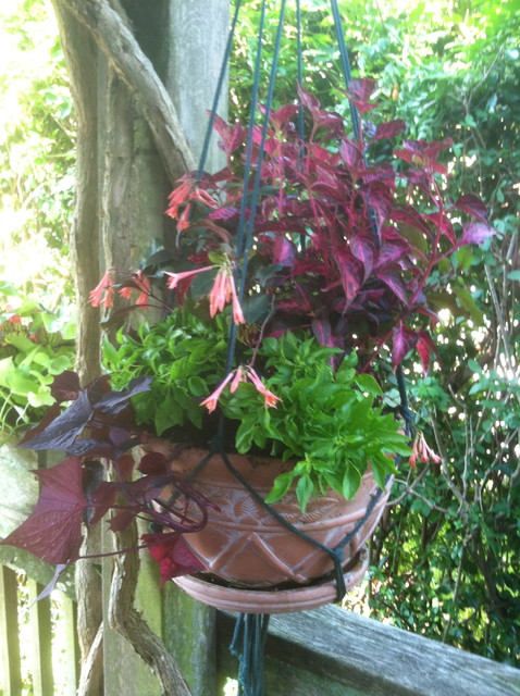 Container Gardens american-traditional-terrace
