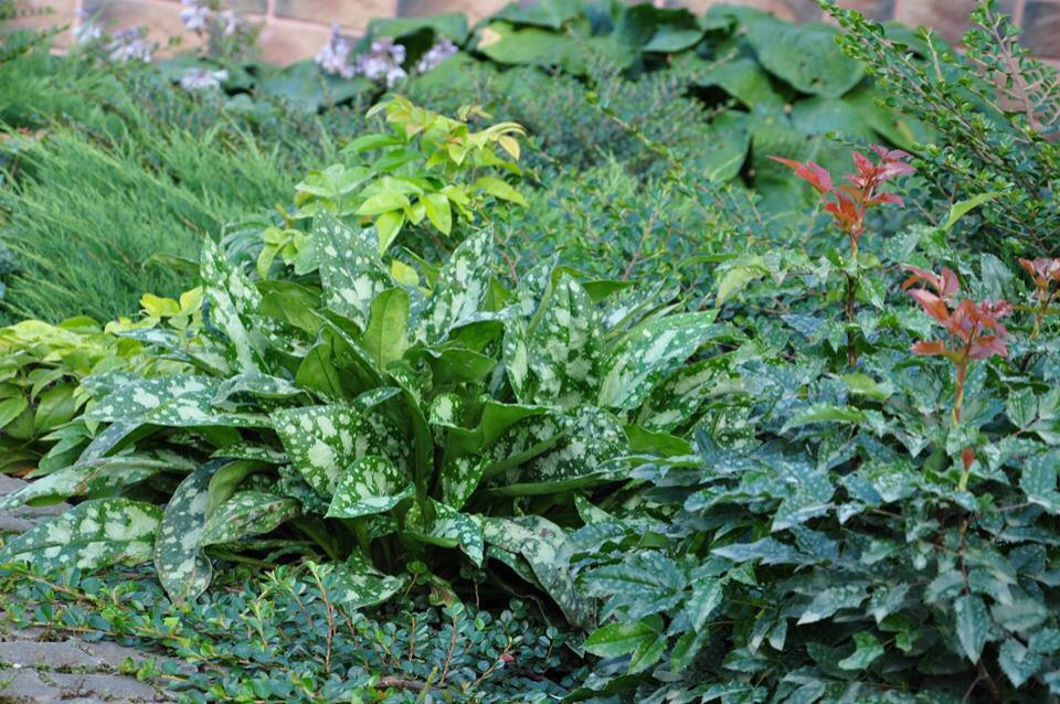 Сенькино московская обл