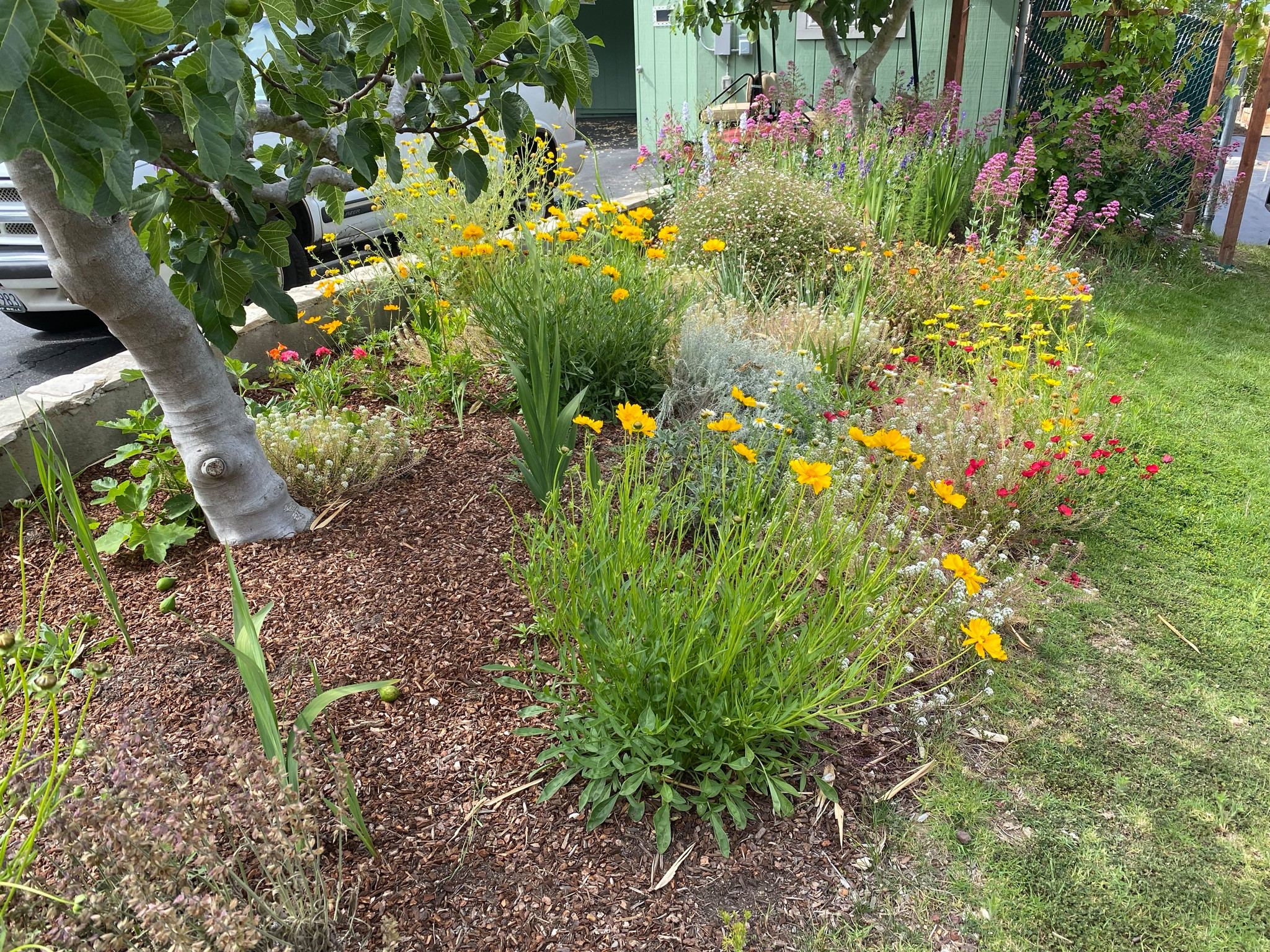 San Pedro, CA - English Potager Style Culinary Garden